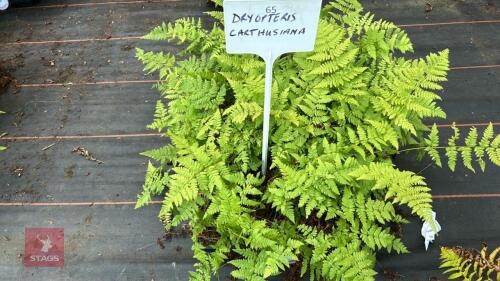 24 DRYOPTERIS CARTHUSIANA FERNS
