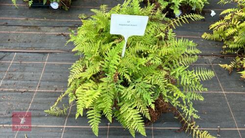24 POLYSTICHUM BRAUNII FERNS