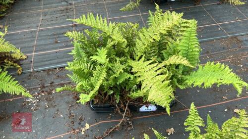 12 DRYOPTERIS F/M CRISTATA FERNS