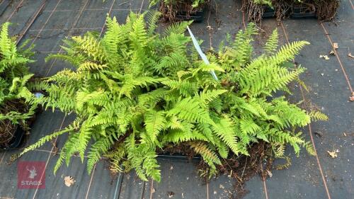 36 POLYSTICHUM SETIFERUM