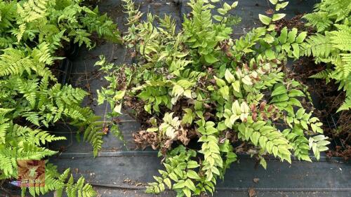 12 CYRTOMIUM MACROPHYLLUM FERNS
