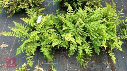 48 DRYOPTERIS CARTTHUSIANA