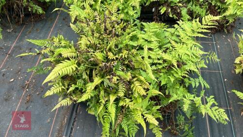 24 POLYSTICHUM BIARISTATUM FERNS