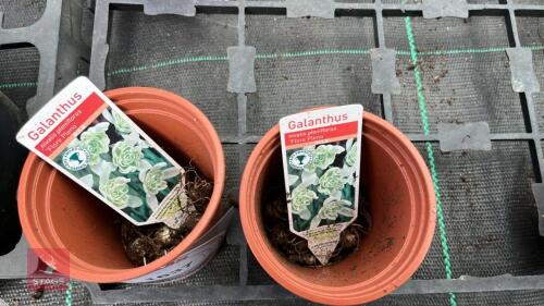 20 GALANTHUS 'FLORE PLENO' SNOWDROPS