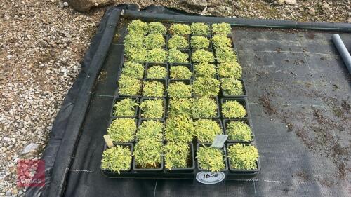 40 SAXIFRAGA 'SILVER MAID'