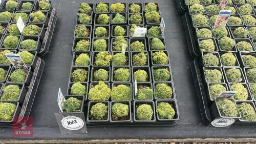 40 SAXIFRAGA 'PEACH MELBA'
