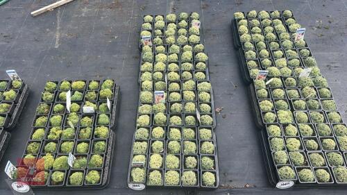80 SAXIFRAGA 'JAROMIR'