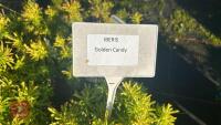 6 IBERIS 'GOLDEN CANDY' - 4