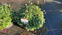 2 ERODIUM 'ALBUM' - 2