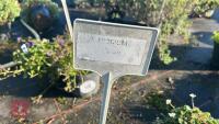 2 ERODIUM 'ALBUM' - 3