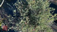 4 LAMPRANTHUS 'TRESCO FIRE' - 3