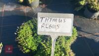 3 THYMUS 'ALBUS' - 4