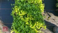7 VIOLA ODORATA 'THE CZAR' - 3