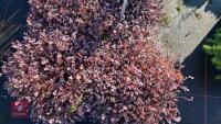 4 ACAENA 'INERMIS PERPUREA' - 3