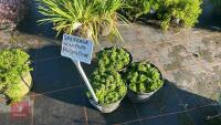 3 SAXIFRAGA 'WINFRED BEVINGTON'