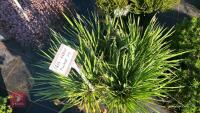 4 IRIS SETOSA DWARF FM - 2