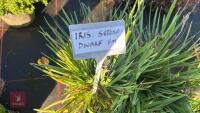 4 IRIS SETOSA DWARF FM - 3