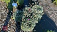 5 DIANTHUS 'WHATFIELD JOY'' - 2