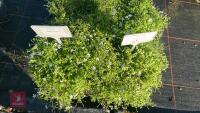 4 PRATIA PEDUNCULATA - 3