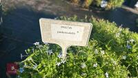 4 PRATIA PEDUNCULATA - 4