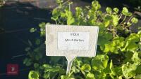 4 VIOLA ODORATA 'MRS R BARTON' - 4