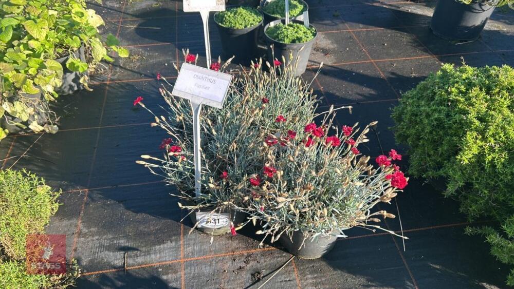 4 DIANTHUS 'FUSILIER'