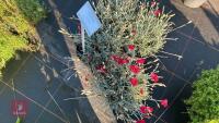 4 DIANTHUS 'FUSILIER' - 3