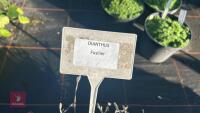 4 DIANTHUS 'FUSILIER' - 4
