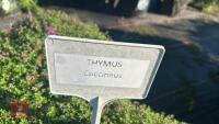 3 THUMUS 'COCCINEUS' - 4