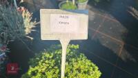 2 PHLOX 'KIMONO' - 3