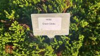 2 HEBE 'GREEN GLOBE' - 4