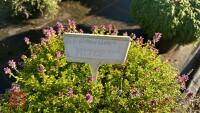 1 THYMUS 'ANDERSCNS GOLD' - 4