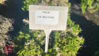 2 PHLOX 'FAB, BLUE-VIOLET' - 4