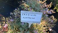 2 ERODIUM 'NATASHA' - 4