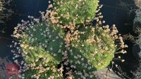 5 ARMERIA 'BEVANS' - 3