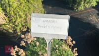 5 ARMERIA 'BEVANS' - 4