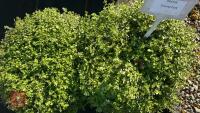 2 PRATIA 'COUNTY PARK' - 3