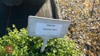 2 PRATIA 'COUNTY PARK' - 4