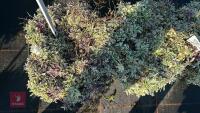 3 ARABIS FERDI-COBURGII VARIEGATA - 3
