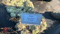 3 ARABIS FERDI-COBURGII VARIEGATA - 4