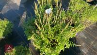 4 VERONICA 'ULSTER BLUE DWARF' - 2