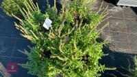 4 VERONICA 'ULSTER BLUE DWARF' - 3