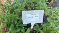 4 VERONICA 'ULSTER BLUE DWARF' - 4