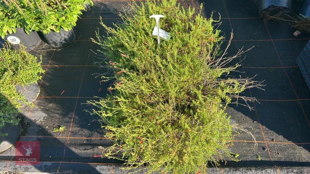 2 PENSTEMO N PINIFOLIUS ' WISLEY FLAME'