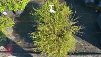 2 PENSTEMO N PINIFOLIUS ' WISLEY FLAME'