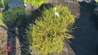 2 PENSTEMO N PINIFOLIUS ' WISLEY FLAME' - 2