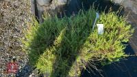 2 PENSTEMO N PINIFOLIUS ' WISLEY FLAME' - 3