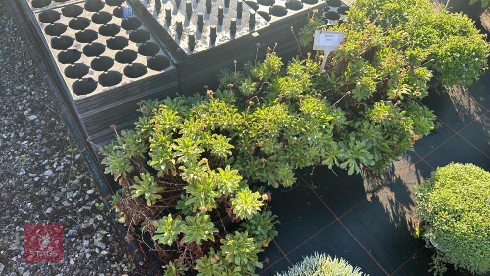 3 ERIGERON 'GLAVCUS'