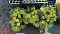 3 ERIGERON 'GLAVCUS' - 2