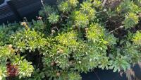 3 ERIGERON 'GLAVCUS' - 3